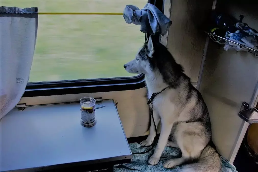 перевезення тварин в поїзді