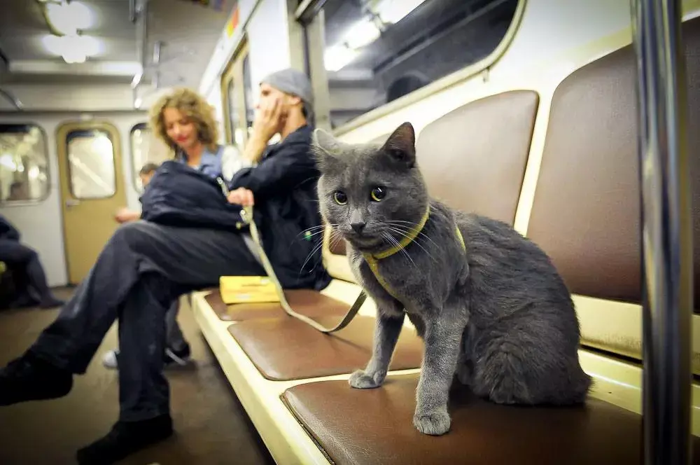 перевозка кошки в метро