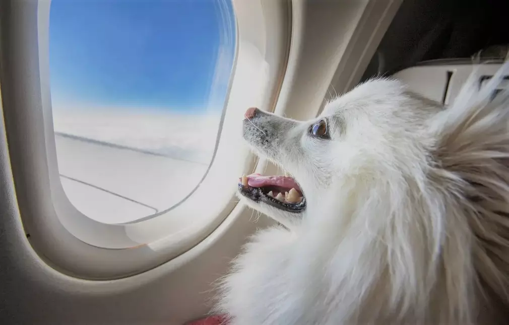 перевозка животных в самолетах